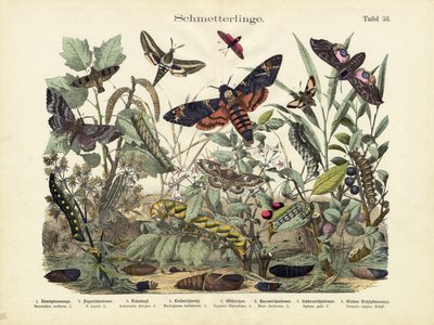 Butterflies by German School